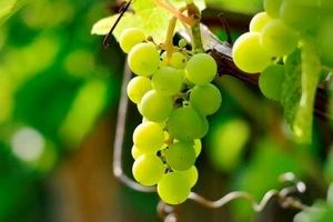 Як контролювати цукристість і рівень рН винограду під час його вирощування. З досвіду приватного винороба фото